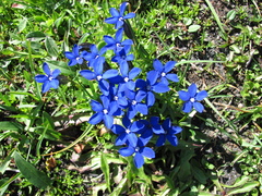 Gentiana bavarica bavarica