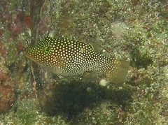 Canthigaster punctatissima