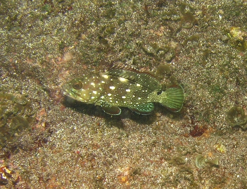 Starry Grouper