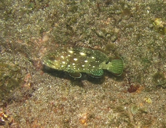 Epinephelus labriformis