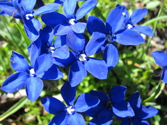 Gentiana bavarica bavarica