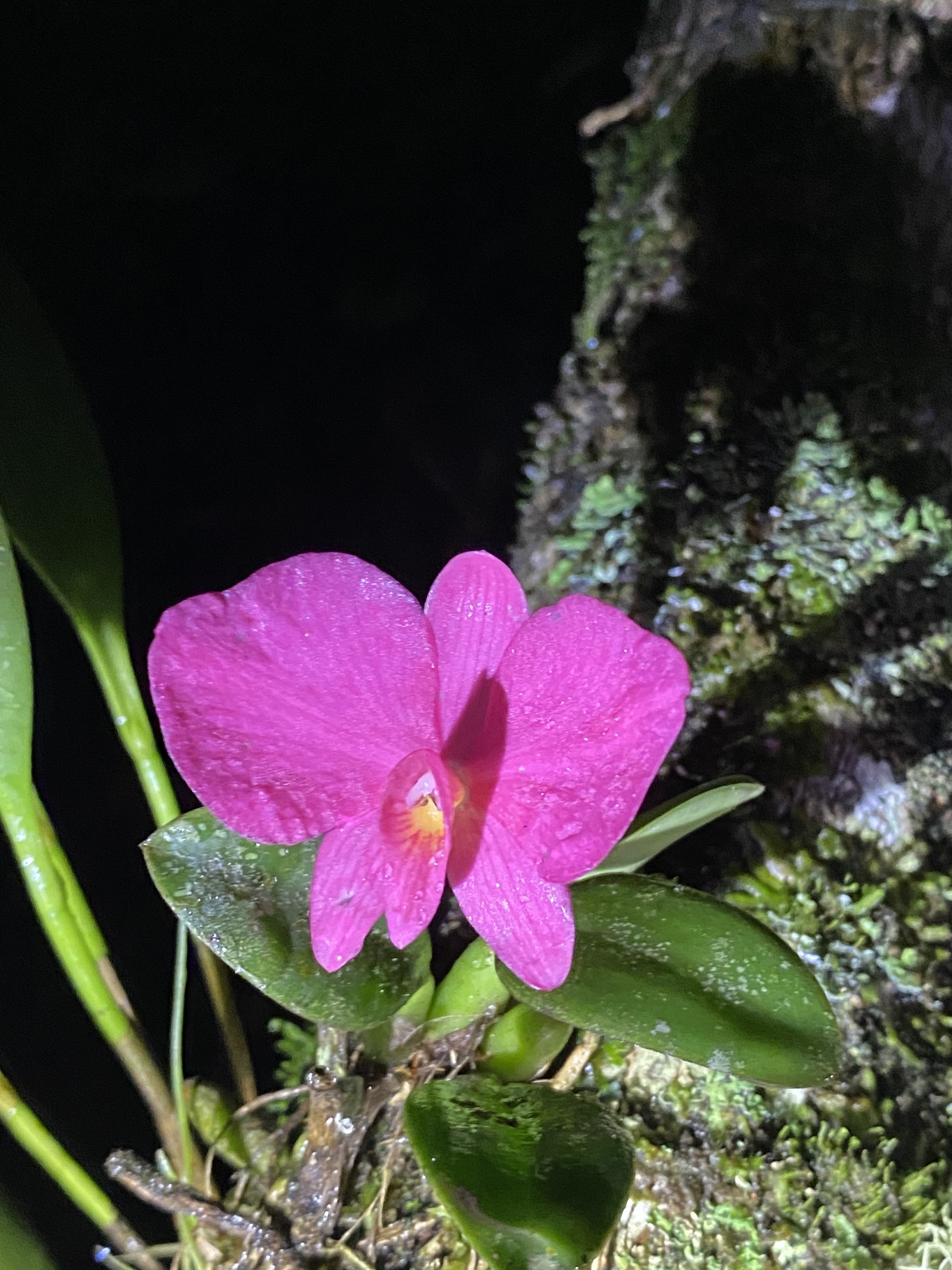 Imagem de Orquídea