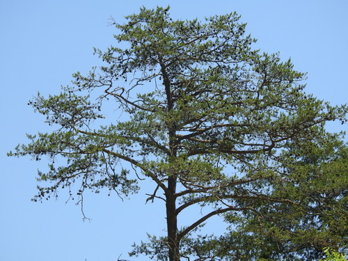 Virginia pine (Pinus virginiana)