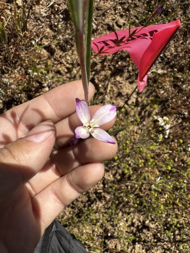 iNaturalist observation photo of Clarkias