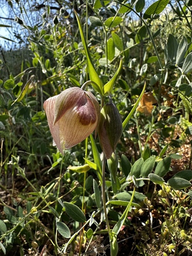 iNaturalist observation photo of White Globe Lily