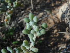 Tetraena alba
