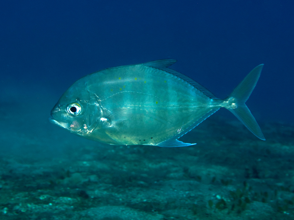 Bluefin Kingfish