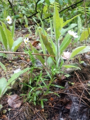 Media resource of Erigeron hyssopifolius