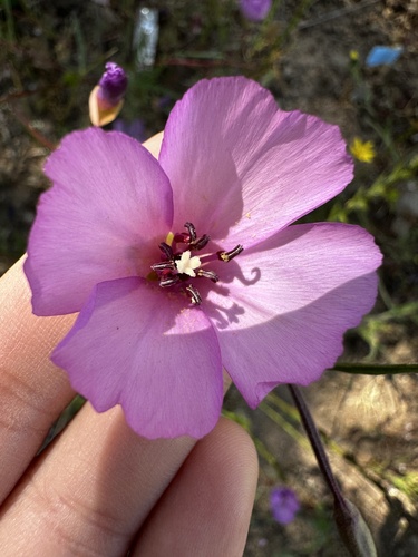iNaturalist observation photo of slender clarkia