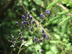 Aconitum degenii