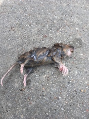 Geomys breviceps