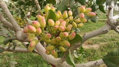 Pistacia vera