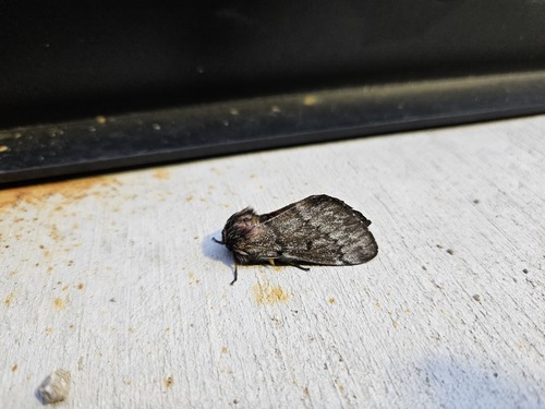 Doris' Pinemoth photo 3
