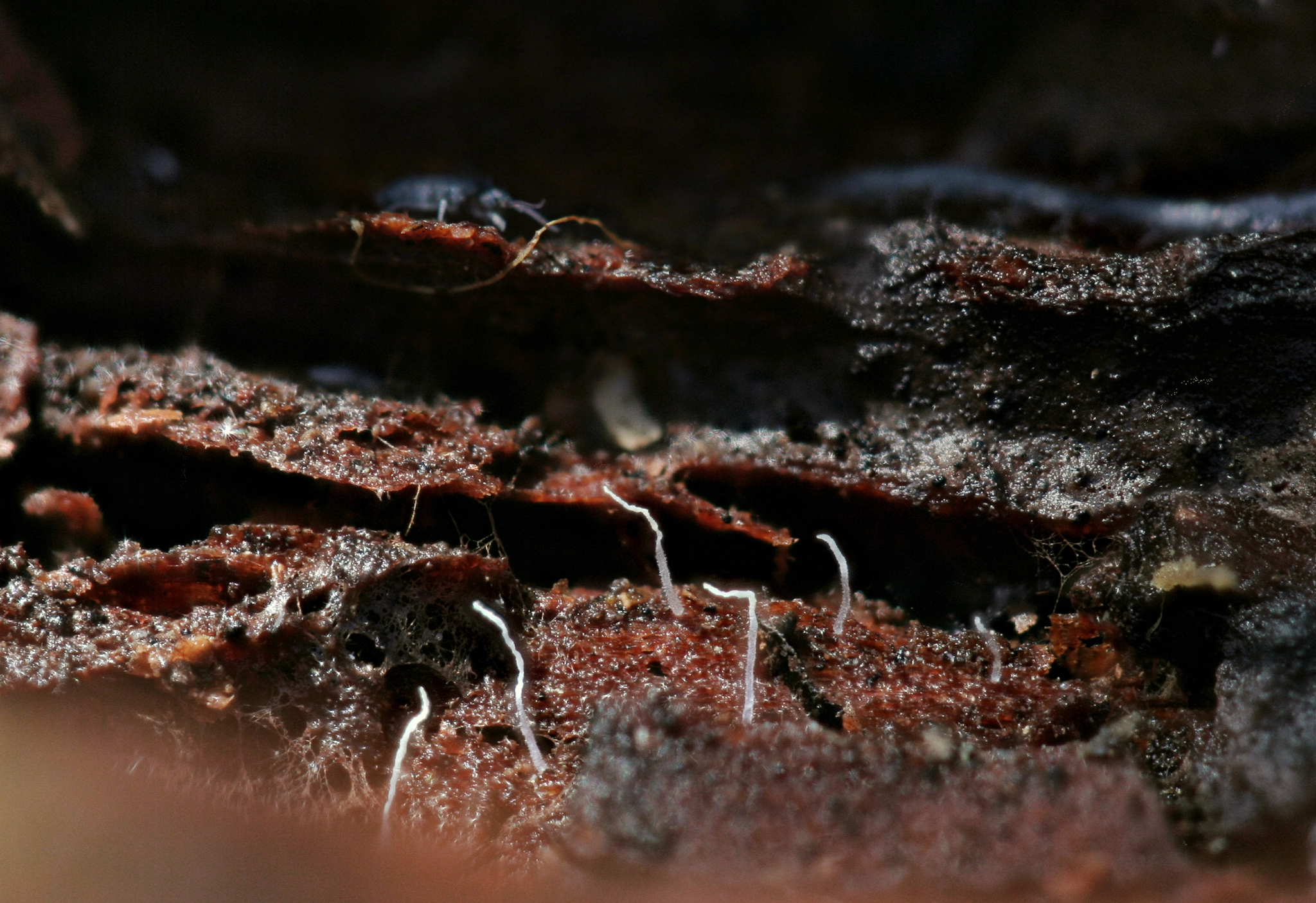 Porotheleaceae thumbnail