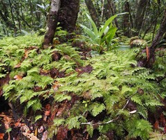 Hymenophyllum deplanchei