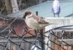 Passer domesticus