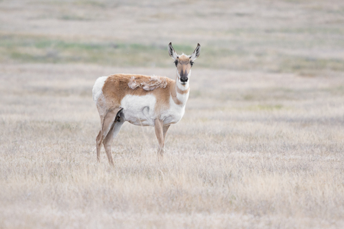 Pronghorn photographed in Idaho