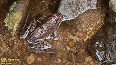 Rana dybowskii