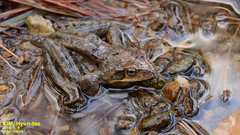 Rana dybowskii