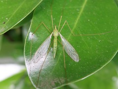 Chlorotipula