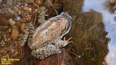 Rana dybowskii