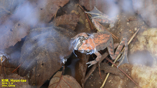 Rana chensinensis
