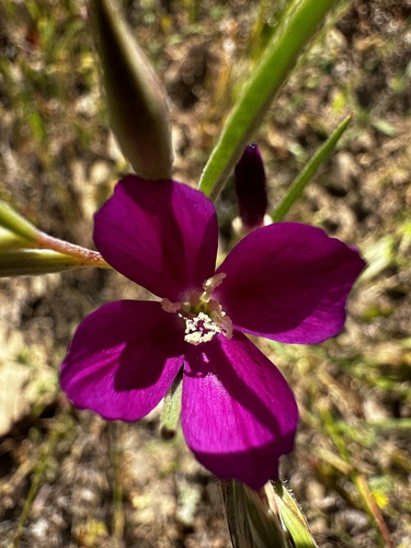 iNaturalist observation photo of Winecup Clarkia