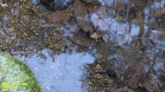 Rana chensinensis