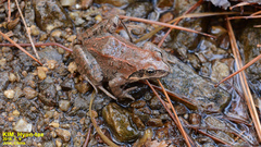 Rana chensinensis