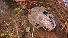 Rana chensinensis