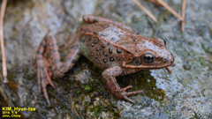 Rana chensinensis