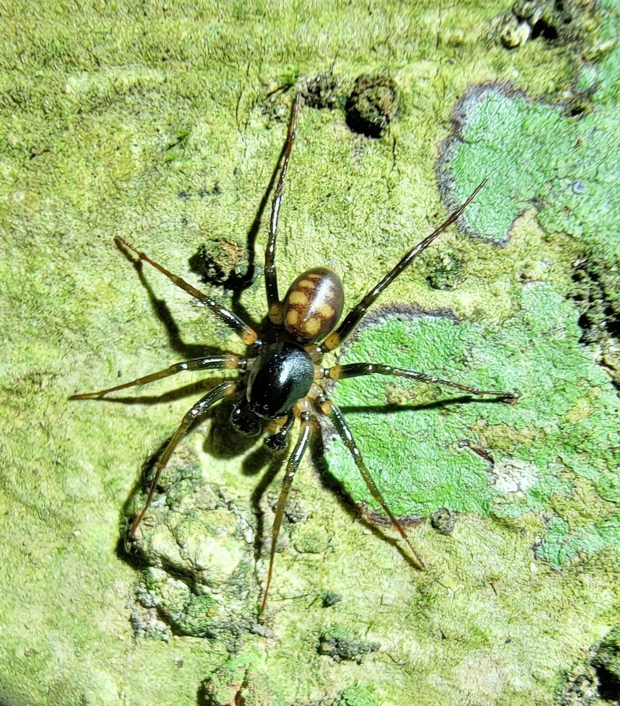 Ant-eating spiders from Xishuangbanna Dai, CN-YN, CN on June 2, 2023 at ...