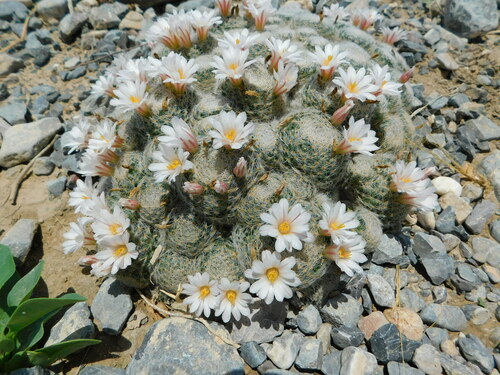 Biznaga de centrales rosadas (Mammillaria lenta)