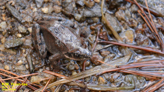 Rana chensinensis