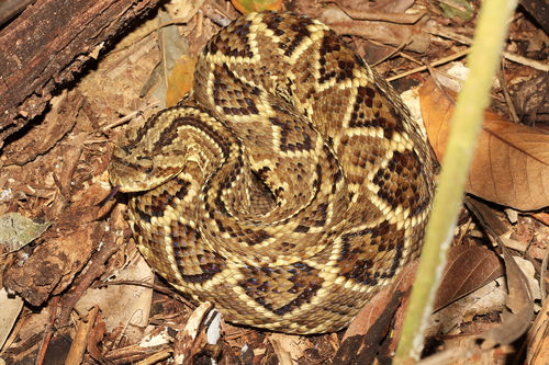 Photo of a Cascabel Rattlesnake (Crotalus durissus)