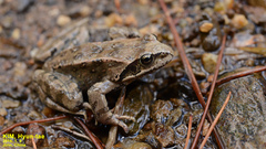 Rana chensinensis
