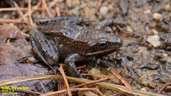 Rana chensinensis