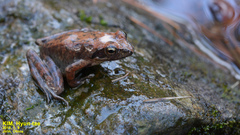 Rana chensinensis