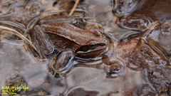 Rana amurensis