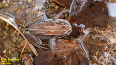Rana amurensis