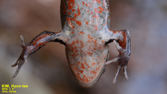 Rana amurensis