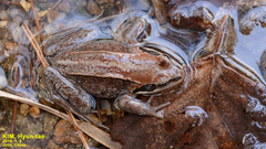 Rana amurensis