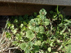 Lamium amplexicaule