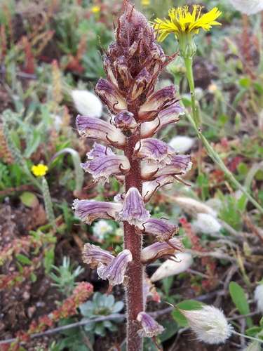 Orobanche minor iNat (3)