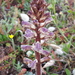 Orobanche minor - Photo (c) Hinko Talsma, some rights reserved (CC BY-NC), uploaded by Hinko Talsma