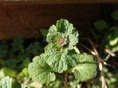 Lamium amplexicaule