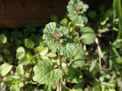 Lamium amplexicaule