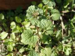 Lamium amplexicaule