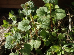 Lamium amplexicaule