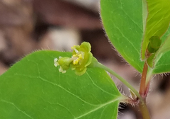 Euphorbia mercurialina